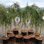 Skalník drobnolistý (Cotoneaster procumbens) ´QUEEN OF CARPET´ - výška 90-100 cm, kont. C5L - NA KMIENKU